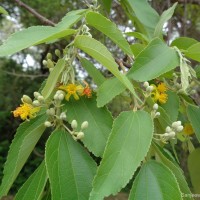 Grewia helicterifolia Wall. ex G.Don